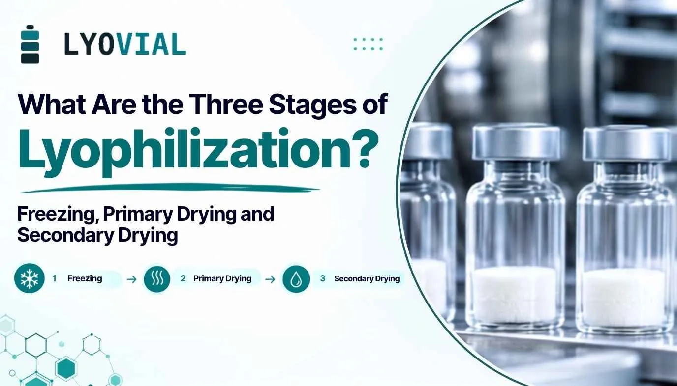 What Are the Three Stages of Lyophilization? Freezing, Primary Drying and Secondary Drying